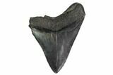 Fossil Megalodon Tooth - South Carolina #160414-2